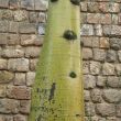 Wall with tree trunk