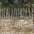 Wooden fence