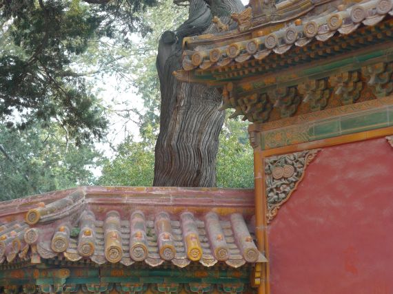 Roof tiles, forbidden city
